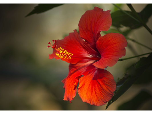 O Mistério da Flor de Hibisco