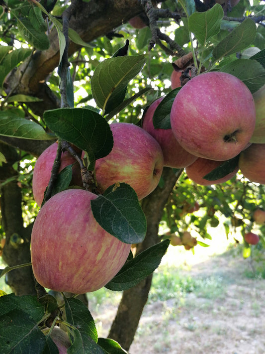 Fruta da Época