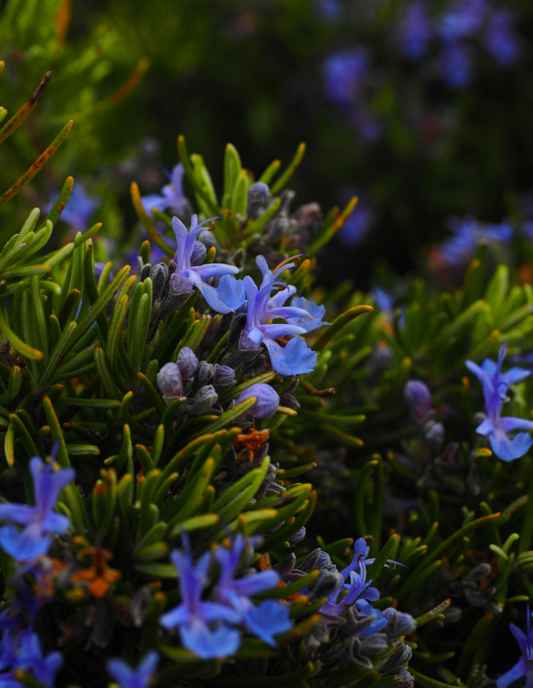 Os Incríveis Benefícios do Alecrim (Rosmarinus officinalis)