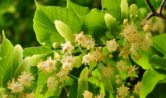 As Propriedades Calmantes da Tília